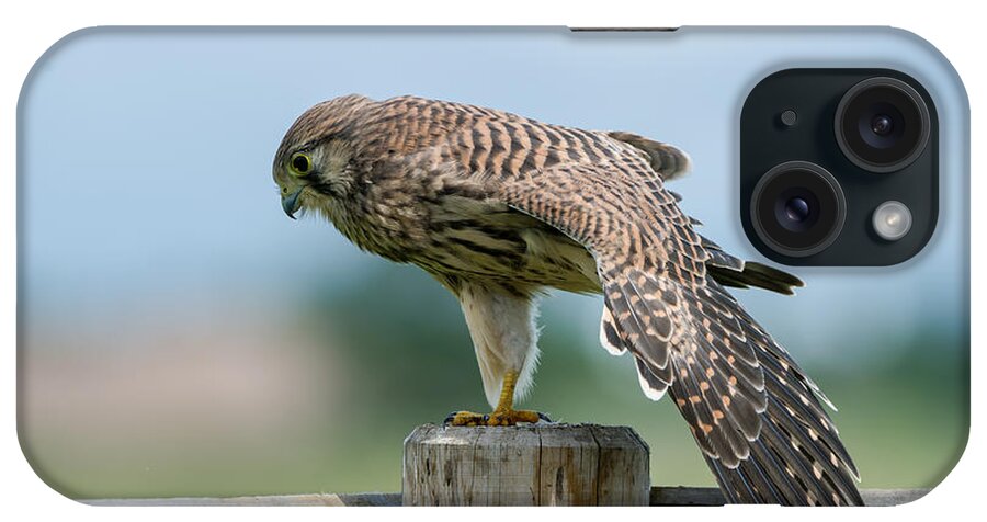 Kestrel's Stretching iPhone Case featuring the photograph Stretching by Torbjorn Swenelius