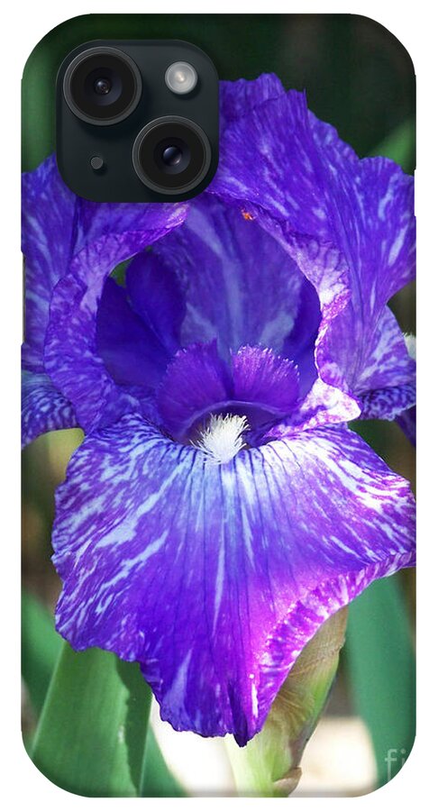 Flowers iPhone Case featuring the photograph Striped Blue Iris by Kathy McClure