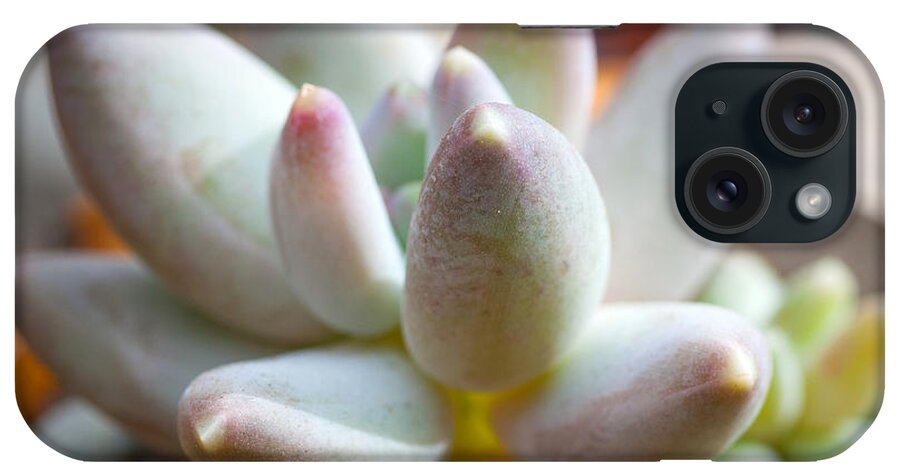 Succulent iPhone Case featuring the photograph Succulent Cute by Catherine Lau