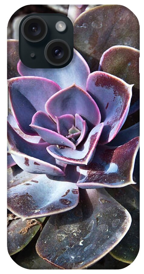 Succulent Plant Poetry iPhone Case featuring the photograph Succulent Plant Poetry by Silva Wischeropp