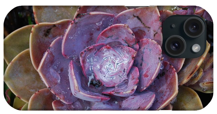 Succulent iPhone Case featuring the photograph Succulent Star by Sandra Lee Scott