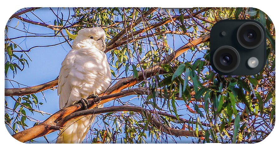 Birds Of The World Series By Lexa Harpell iPhone Case featuring the photograph Sulphur-Crested Cockatoo #2 by Lexa Harpell