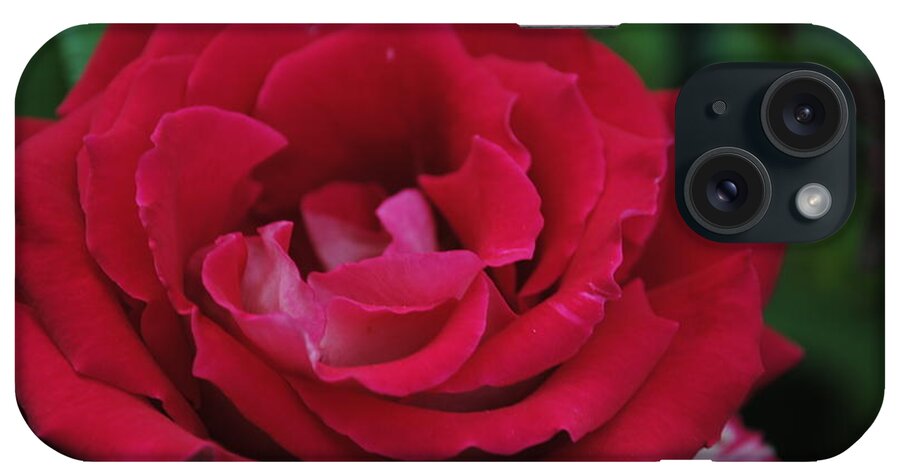 Red Rose iPhone Case featuring the digital art Summer Beauty by Steven Wills