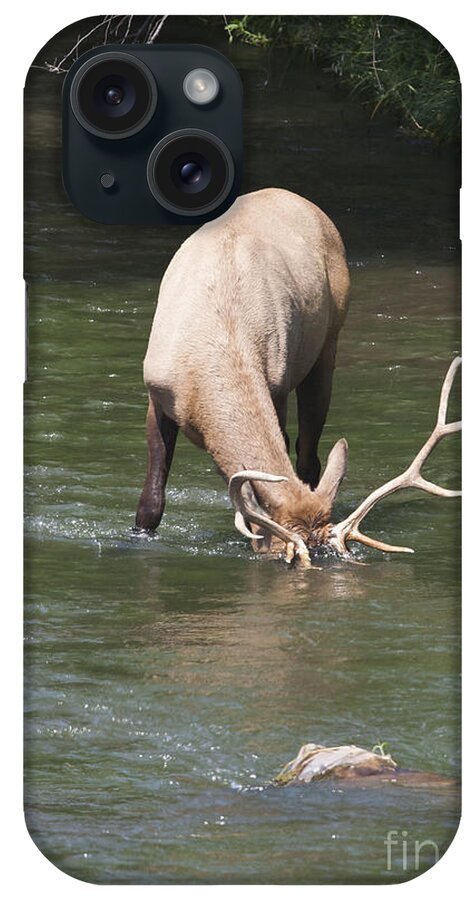 Elk iPhone Case featuring the photograph Summer Cool Down by Douglas Kikendall