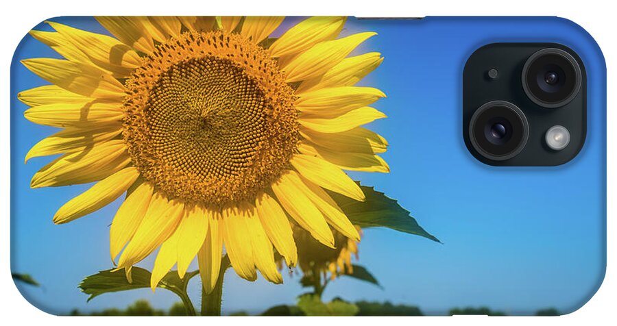 Alabama iPhone Case featuring the photograph Summer Sunflower by James-Allen