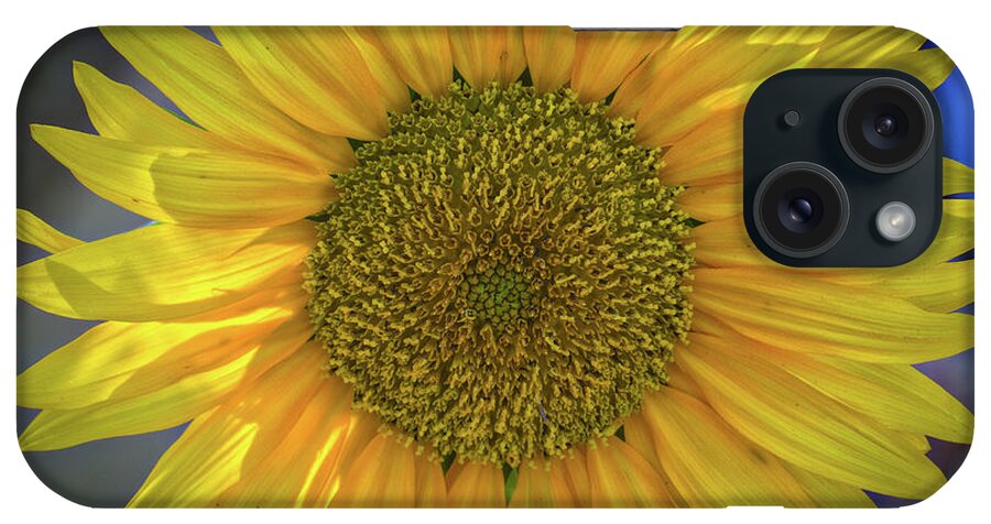 Summer Sunflower iPhone Case featuring the photograph Summer Sunflower by Mitch Shindelbower