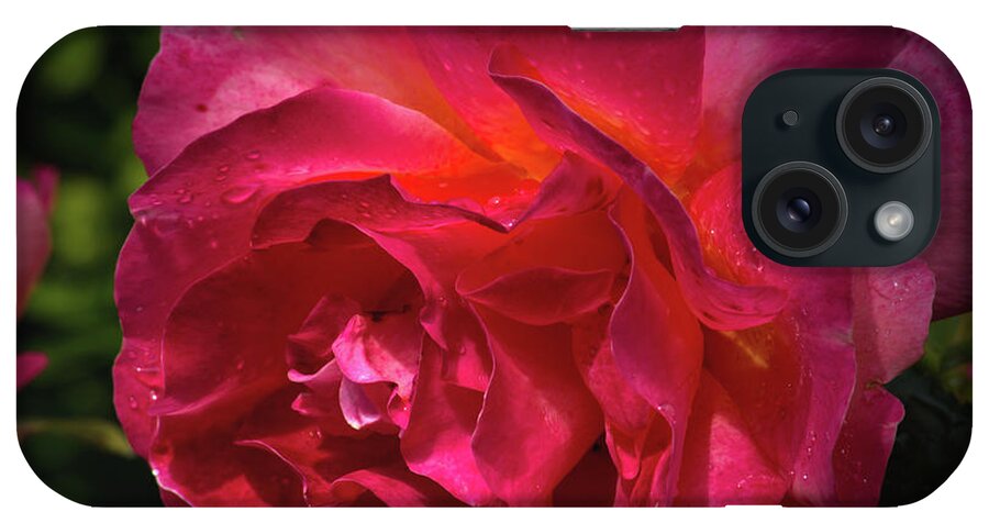 Rose iPhone Case featuring the photograph Summertime Affections by Tikvah's Hope