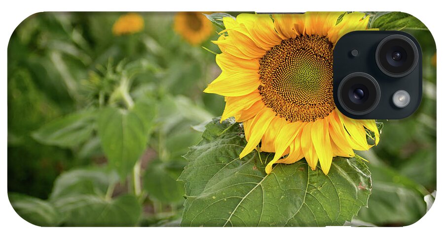 Sunflower iPhone Case featuring the photograph Sun Face by Elin Skov Vaeth