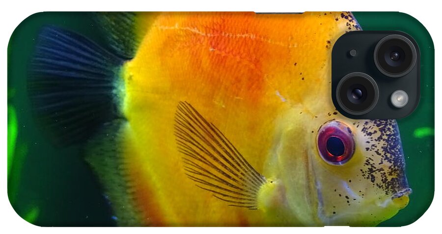 Orange iPhone Case featuring the photograph Sun Fish by Mary Halpin