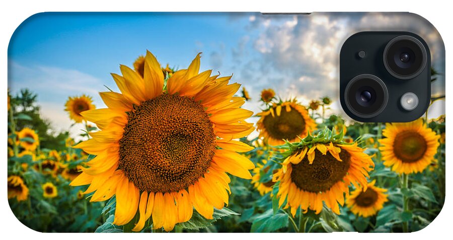 Sunflower iPhone Case featuring the photograph Sun Flower Glow by Mina Isaac