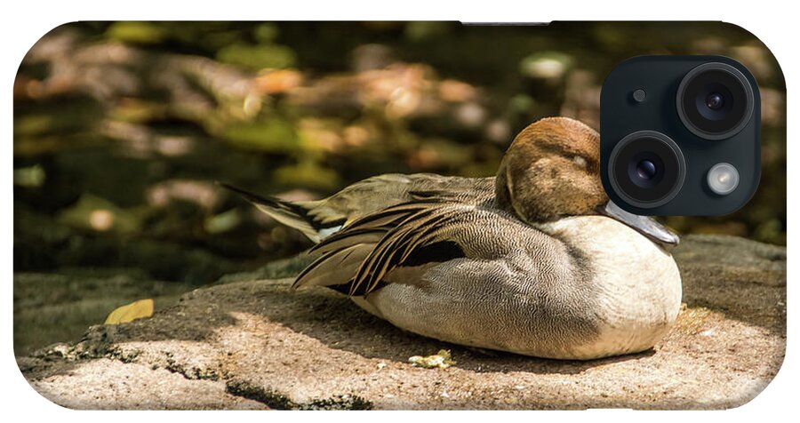 Eaton's Pintail Duck iPhone Case featuring the photograph Sunbathing Duck by Pamela Williams