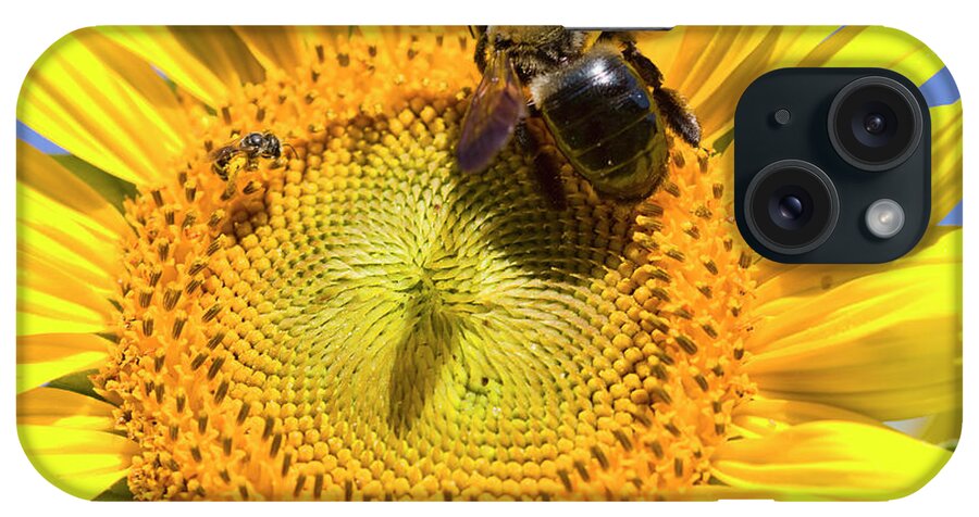 Sunflower iPhone Case featuring the photograph Sunflower and Bumble Bee Macro by Kathy Clark
