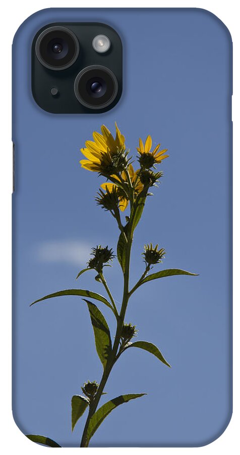 Sunflower iPhone Case featuring the photograph Sunflower Blooms by Nancy Dinsmore
