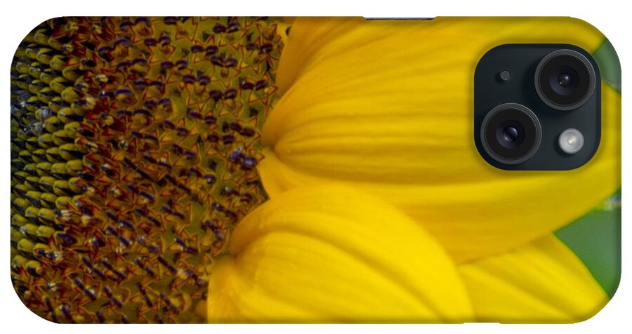 Flower iPhone Case featuring the photograph Sunflower Closeup by Allen Nice-Webb