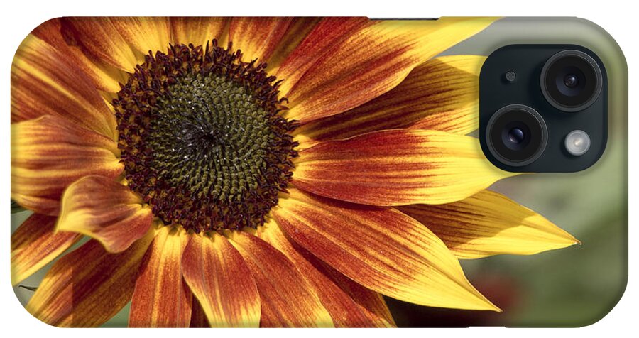 Sunflower iPhone Case featuring the photograph Sunflower by Ed Clark