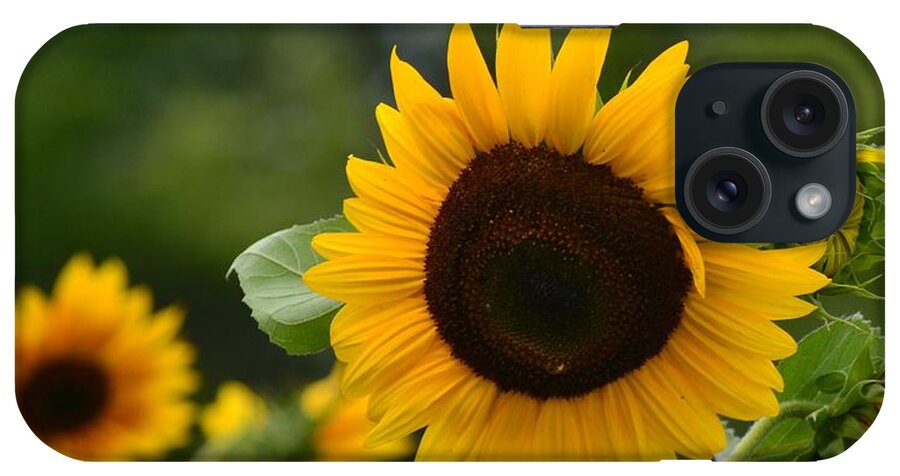Flowers iPhone Case featuring the photograph Sunflower Group by Eileen Brymer