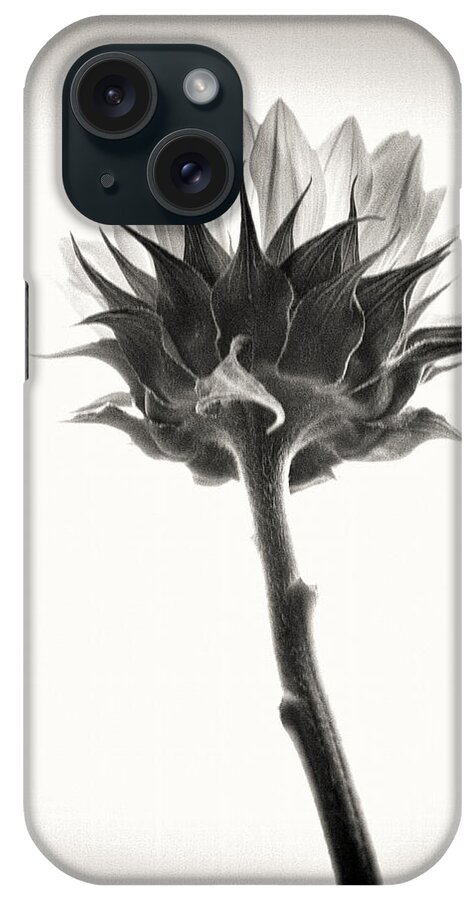 Sunflower iPhone Case featuring the photograph Sunflower by John Hansen