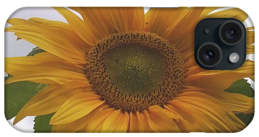 Sunflower iPhone Case featuring the photograph Sunflower by Julia Woodman