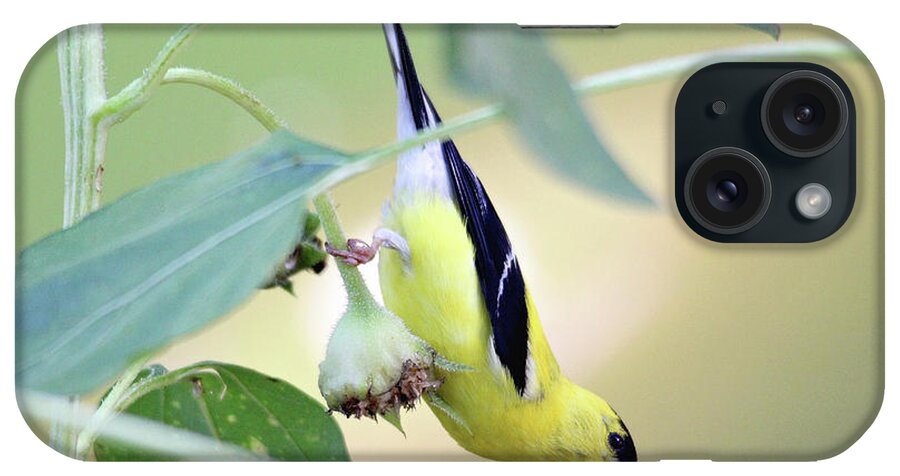 Nature iPhone Case featuring the photograph Sunflower Seed Snack by Trina Ansel