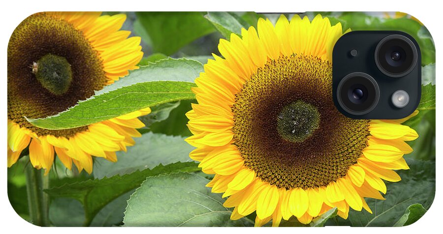 Sunflowers iPhone Case featuring the photograph Sunflower Sunrich Orange Summer by Tim Gainey