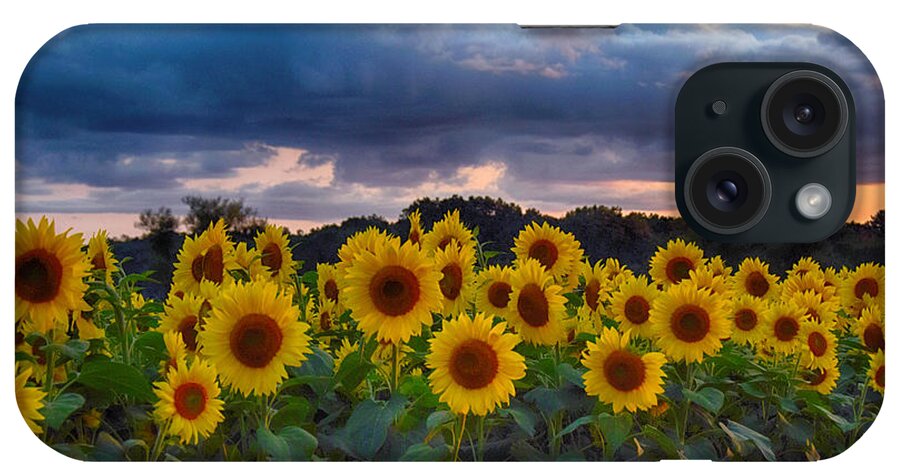 Beautiful. Beauty. Bloom. Blooming. Sunflower. Fall. Yellow. Botanical. Bright. Closeup. Color. Colorful .colors. Detailed iPhone Case featuring the photograph Sunflowers At Sunset by Tricia Marchlik