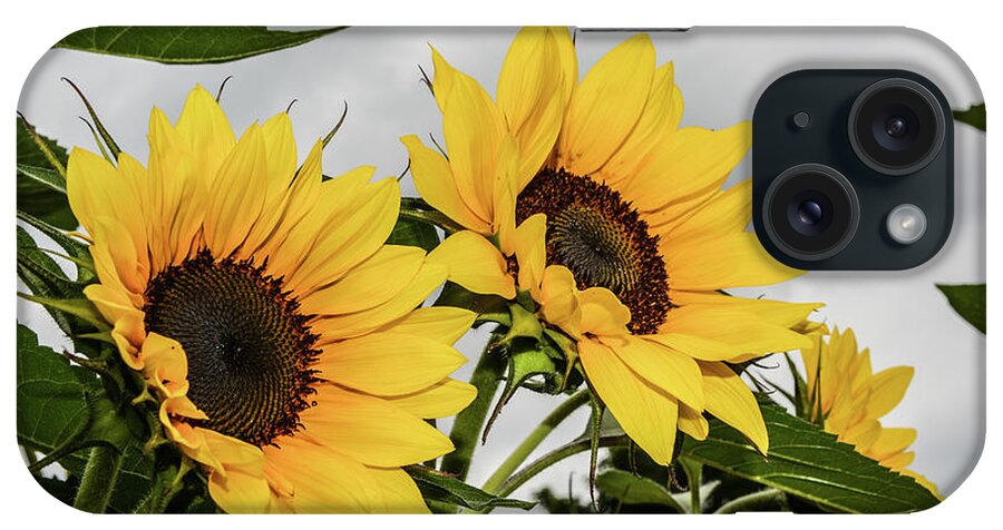 Sunflower iPhone Case featuring the photograph Sunflowers Brighten a Cloudy Day by Tana Reiff