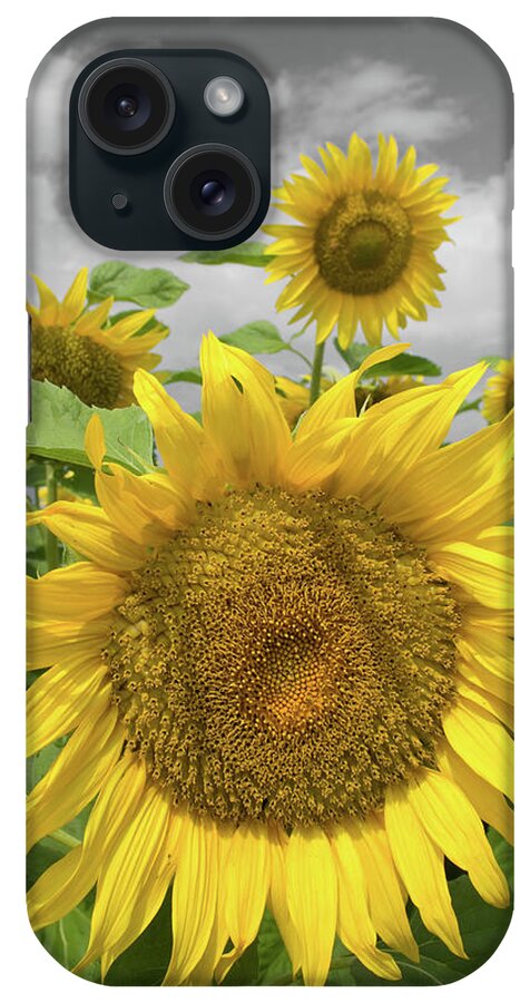 Sunflowers Ii iPhone Case featuring the photograph Sunflowers II by Dylan Punke