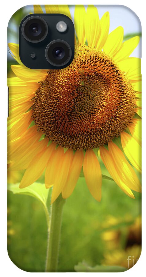 Sunflowers iPhone Case featuring the photograph Sunflowers in Memphis II by Veronica Batterson