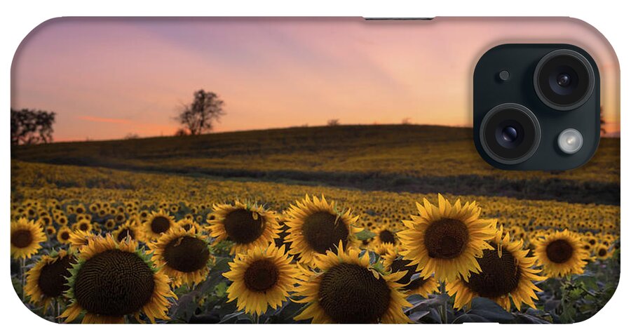 Sunflower iPhone Case featuring the photograph Sunflowers in Pink by Ryan Heffron