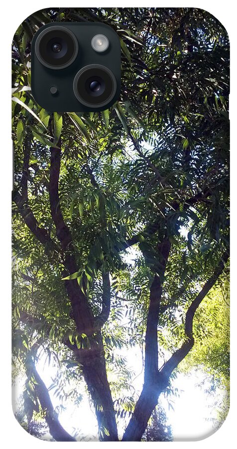 Tree iPhone Case featuring the photograph Sunlight Thru The Tree by Eric Forster