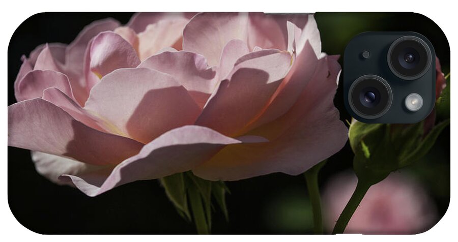 Rose iPhone Case featuring the photograph Sunlit Pink Beauty by Doug Scrima