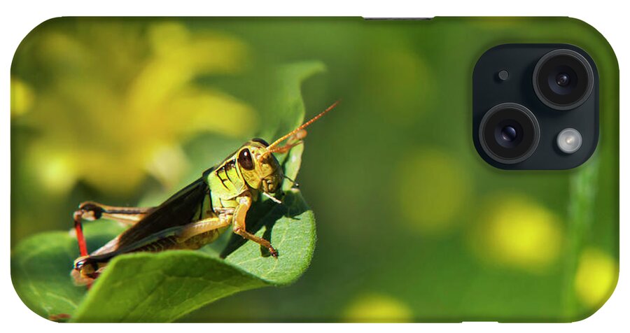Grasshopper iPhone Case featuring the photograph Green Grasshopper by Christina Rollo