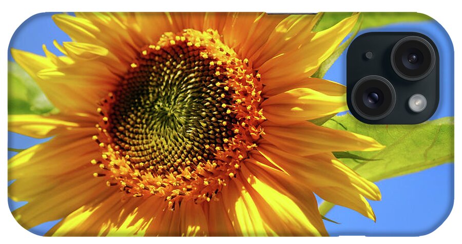 Sunflower iPhone Case featuring the photograph Sunny Sunflower by Christina Rollo