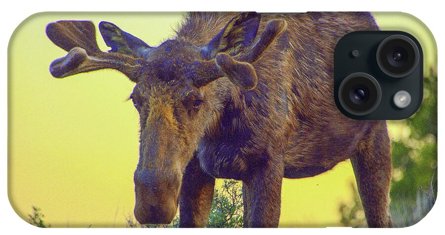 Moose iPhone Case featuring the photograph Sunset Moose by Jerry Cahill