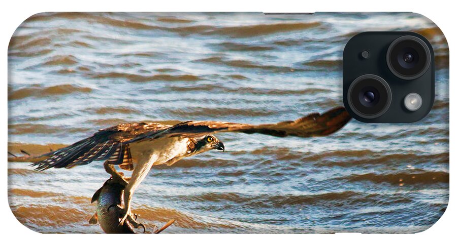 Osprey iPhone Case featuring the photograph Sushi in the Talons by Ola Allen