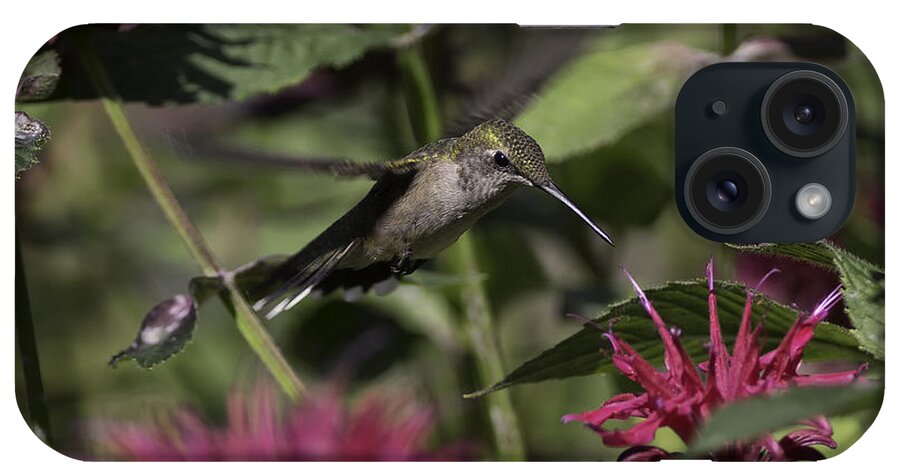 Hummingbird iPhone Case featuring the photograph Suspended by Everet Regal
