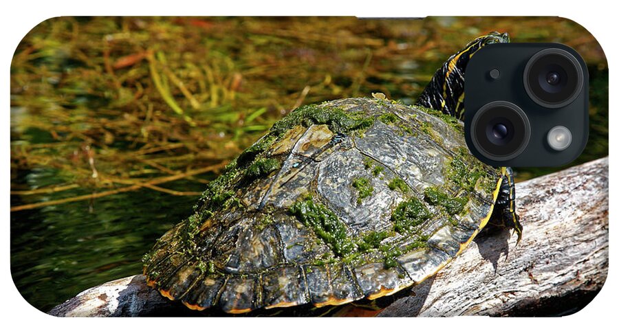 Suwannee Cooter Turtle iPhone Case featuring the photograph Suwannee Cooter Turtle Portrait by Sally Weigand