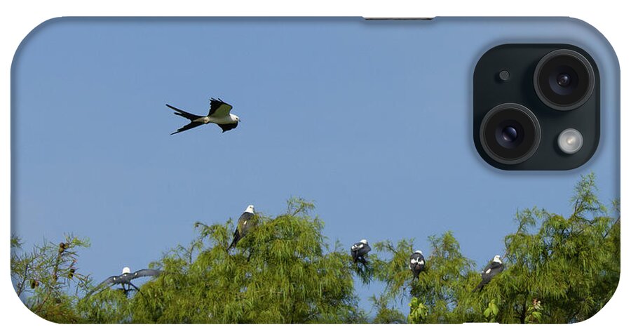 Kite iPhone Case featuring the photograph Swallow-tailed Kite Flyover by Paul Rebmann