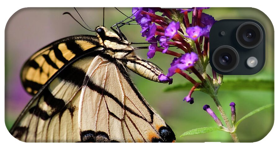Swallowtail Butterflies iPhone Case featuring the photograph Swallowtail Butterfly by Jill Lang