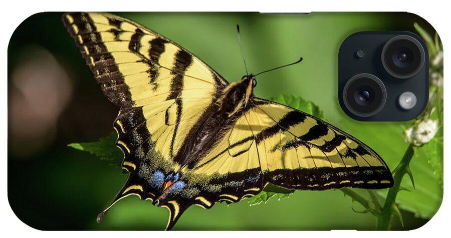 California iPhone Case featuring the photograph Swallowtail Butterfly on a Leaf by Marc Crumpler