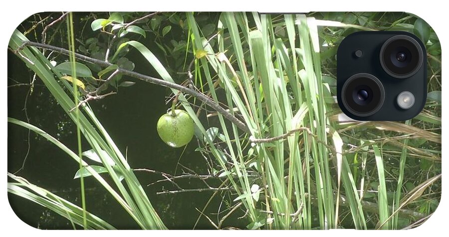 Cyprus iPhone Case featuring the photograph Swamp Apple by Denise Cicchella