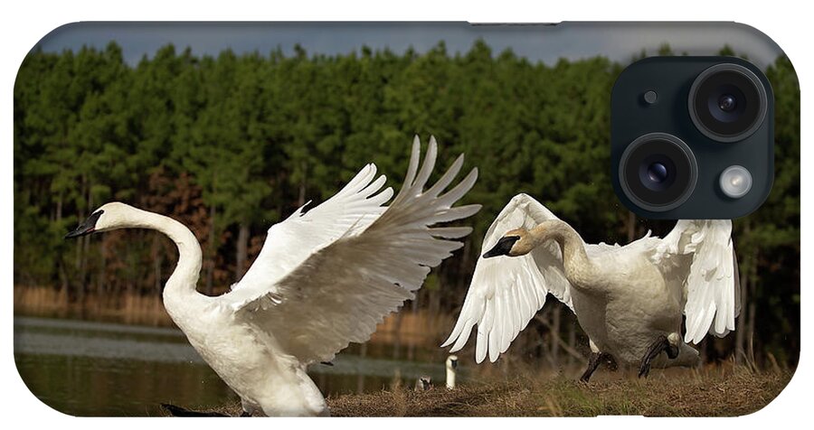 Trumpeter Swan iPhone Case featuring the photograph Swan Fight by Eilish Palmer