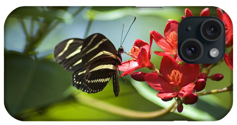 Zebra Longwing iPhone Case featuring the photograph Sweet Nectar by Carolyn Marshall