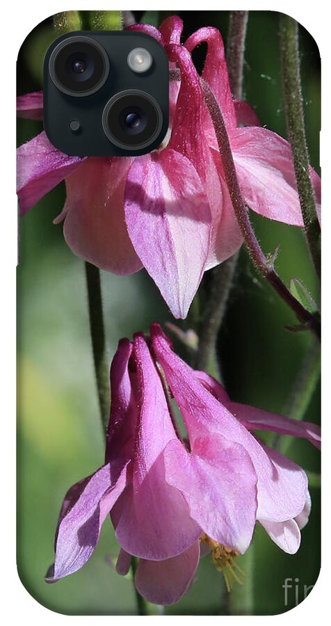 Pink Columbine iPhone Case featuring the photograph Sweet Pink Columbine Flowers by Carol Groenen