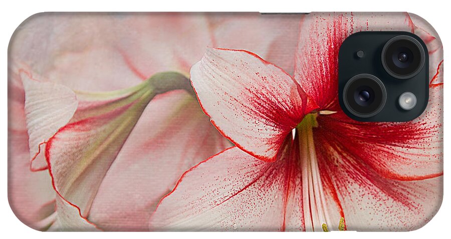 Pink iPhone Case featuring the photograph Sweet Surrender by Marilyn Cornwell