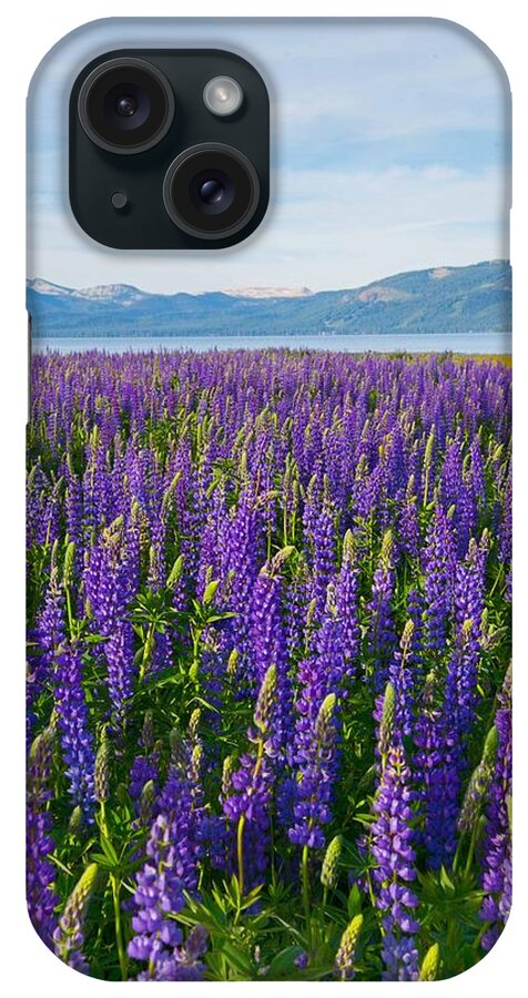 Lupines iPhone Case featuring the photograph Tahoe in Summer by Janet Kopper