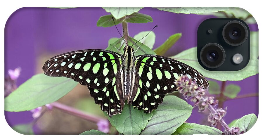 Tailed Jay Butterfly iPhone Case featuring the photograph Tailed Jay butterfly in puple by Ronda Ryan