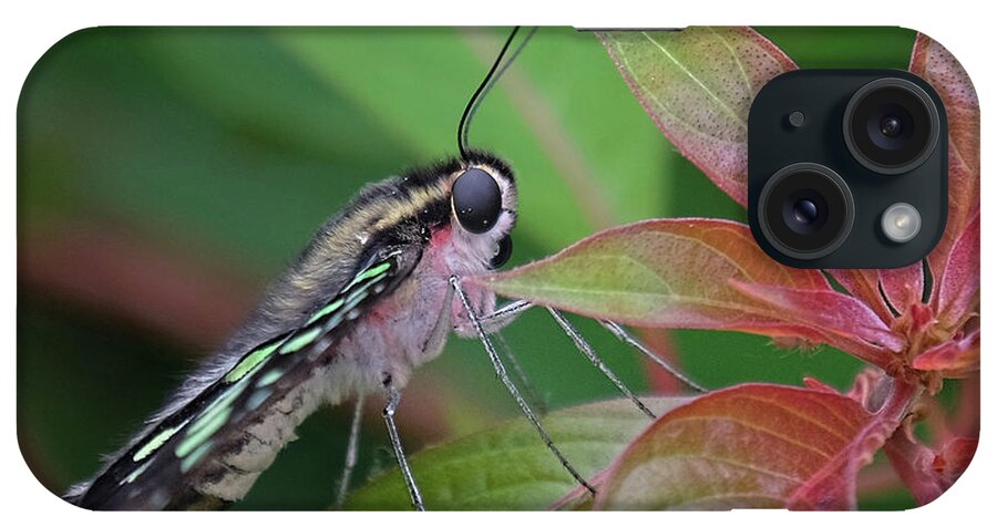 Tailed Jay Butterfly iPhone Case featuring the photograph Tailed Jay butterfly macro shot by Ronda Ryan