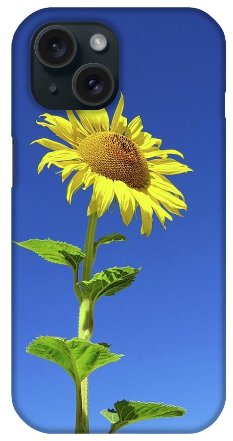 Sunflower iPhone Case featuring the photograph Tall Sunflower by Connor Beekman