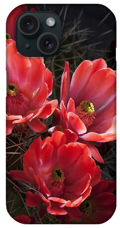 Blossoms iPhone Case featuring the photograph Tangerine Cactus Flower by Phyllis Denton
